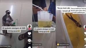 Ikan viral di tiktok : Video Ikan Cupang Masuk Igd Dan Pakai Alat Bantu Pernapasan Viral Di Tiktok Pengunggah Terbahak Surya