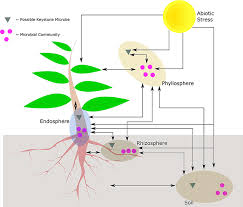 Their potential interactions, whether they are synergistic, complementary, or disruptive, are key in understanding and achieving sustainable and effective pest management. Frontiers Plant Host Associated Mechanisms For Microbial Selection Plant Science