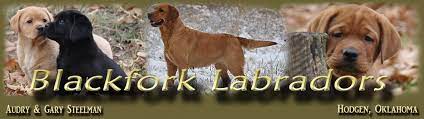 What are english lab puppies? Fox Red Labrador Retrievers Iowa Puppies English Red Labs Labrador Breeders Blackfork