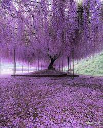 Per ogni pianta e fiore ci sono approfondimenti utili per poterli piantare e curare nel migliore dei modi. 20matte Uomo 20 Anni Milano Mi Albero Di Glicine Alberi In Fiore Paesaggi
