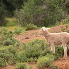 Image result for Pentzia incana