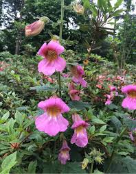 Image result for Tristachya rehmannii