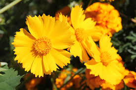 Yellow perennial flowers identification chartshow all. Care Of Coreopsis How To Grow And Care For Coreopsis Plants