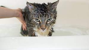 Tips for bathing a cat. Simple Cat Bathing Tips Washing Your Cat Without Getting Clawed To Death Pethelpful