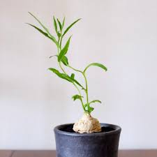 Image result for Trochomeria polymorpha