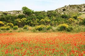 Des Champs De Coquelicots A Gruissan Merci Mari Francoise Gruissan Merci Marie Champs