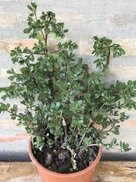 Check spelling or type a new query. Pianta Di Portulaca Oleracea Vendita