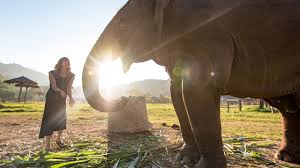 Elephants use their four legs to swim in deep waters. Why You Shouldn T Ride Elephants Intrepid Travel Blog
