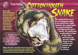 Cottonmouth Snake Types Of Snake Snake Facts Snake