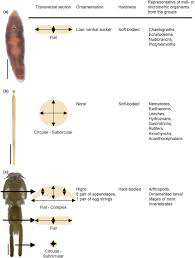 Flow Chart Of Vertebrates And Invertebrates Diagram