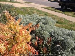 Image result for Renealmia susanneae-katziae