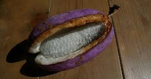 Akebi Fruit Japan Frutas Arvores Frutiferas