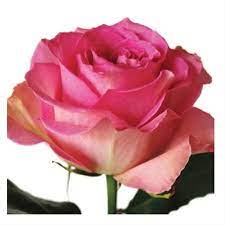 Sweet Unique Standard Rose Roses Flowers By Category Sierra Flower Finder Flower Identification Unique Roses Rose