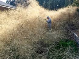 Tumbleweed offered these solutions in three product suites: Mountain Of Tumbleweed Engulfs Senior Citizen S Home In Washington The Independent The Independent