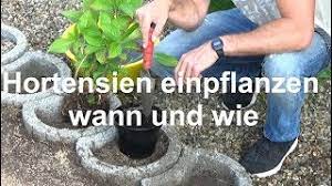 Das pflanzloch hat den doppelten durchmesser des wurzelballens. Wie Und Wann Pflanzt Man Hortensien Ein Hortensien Einpflanzen Youtube