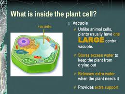 Like animal cells and other eukaryotic cells, plant cells have a nucleus that stores their dna. Plant And Animal Cells Ppt Download