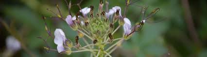 Image result for Cleome gynandra