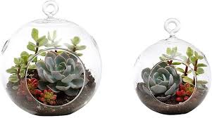 The actual queschens of anthracencontaining plant medicinal drugs, including in the state pharmacopoeia of russian. Echeveria The May 2021 Houseplant Of The Month Laidback Gardener