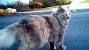Long Haired Grey Calico Cat