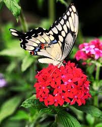 Maybe you would like to learn more about one of these? 21 Plants And Flowers To Attract Butterflies And Hummingbirds Gardenoholic