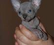 Sphynx Kittens For Sale | Bluesphynx