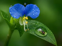 Image result for Commelina