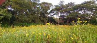 Image result for Nidorella resedifolia
