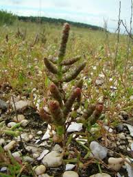 Image result for Salicornia perrieri