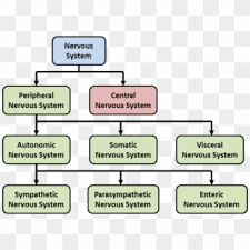 Jun 08, 2021 · the brain is the most complex and important organ in the human body. Central Nervous System Peripheral Nervous System Central And Peripheral Nervous System Chart Hd Png Download 1444x1066 5875988 Pngfind