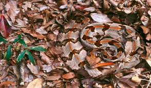 Venomous Snakes Of North Carolina Snake Snake Venom Rattlesnake