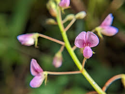 Image result for Grona ramosissima