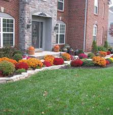 Chrysanthemum Plants Bring Fall Color To Any Landscaping Chrysanthemum Plant Plants Plant Sale