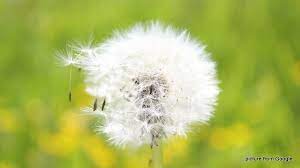 Maybe you would like to learn more about one of these? Di Negara Manakah Pohon Ek Atau Oak Banyak Dijumpai Karna Dapat Tumbuh Dengan Baik Brainly Co Id