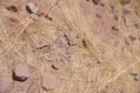 Image result for Stipagrostis uniplumis