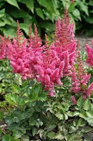 Feature Friday A Shady Surprise Plants Outdoor Plants Flower Garden