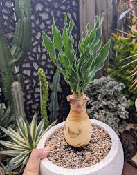 Image result for Boophone disticha