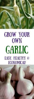 How To Grow Garlic Why You D Want To Healthygreensavvy Growing Garlic Organic Gardening Tips Growing Vegetables