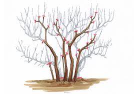 Unterhalb einer schnittstelle verzweigen sich dann die triebe. Hibiskus Schneiden Anleitung Tipps Und Tricks Mit Illustrationen