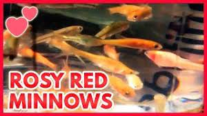 Rosy reds, rosies, pink tuffies identification: Rosy Red Minnows Feeder Fish To Pond Fish Youtube