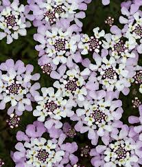 Iberis Gibraltarica In 2020 Types Of Flowers Planting Flowers Plants
