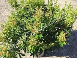 Image result for Pieris japonský debutante obrázek