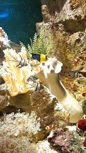 Polygone beziers is located in beziers. File Beziers Aquarium Polygone 05 Jpg Wikimedia Commons