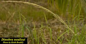 Image result for Dinebra