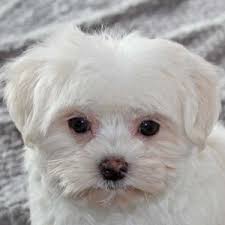 If you're looking for small, adorable and beautiful teacup maltese puppies here they are. Maltese Puppies Heavenly Puppies