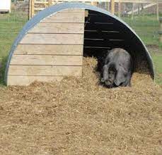 Shelter Housing Arks Mud Troughs Corrugated Metal Piglets Herd Pig Shelter Pastured Pigs Pig House