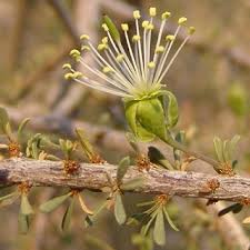 Image result for Boscia foetida