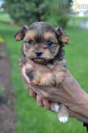 Reasonable travel packages, ask for quote financing available with paypal credit we require a deposit to reserve. 30 York Chon Puppies Ideas In 2021 Puppies Breeds Puppies For Sale