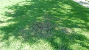 Zoysia grass, however, is no exception to insect invasions. Tuttle Mealybugs In Zoysiagrass