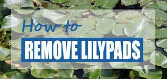 Prune your calla lilies after their blooms have withered when it comes to pruning, timing is key. How To Get Rid Of Lily Pads In Ponds Best Tools Methods Pond Informer