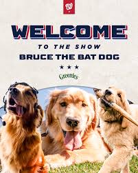 Local Ballpark Dog Rules and Regulations